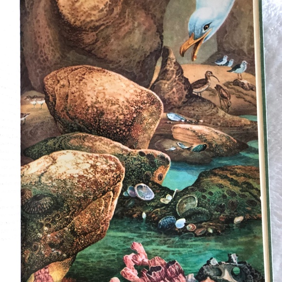 Pagoo by Holling Clancy Holling 1957 Vintage Book - Picture 7 of 13